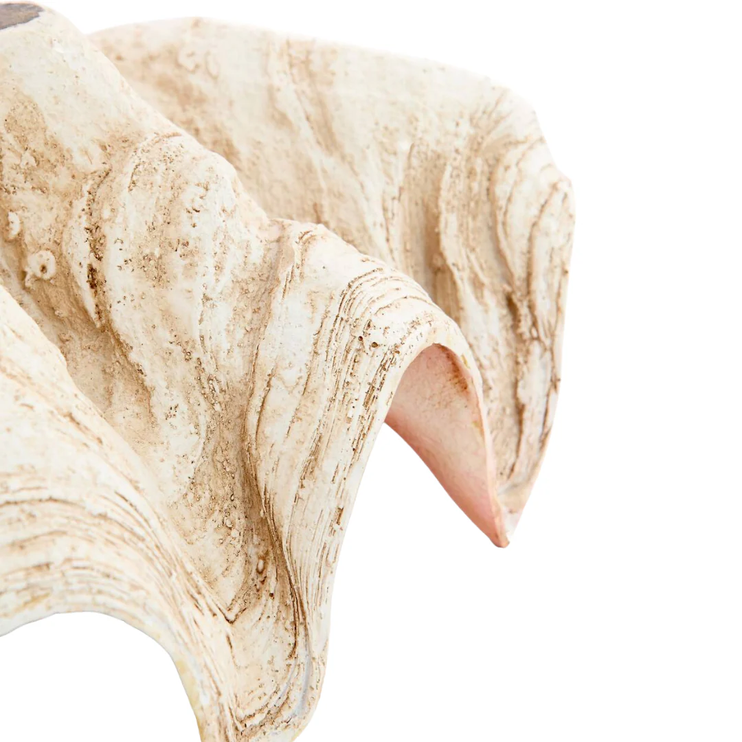 Decorative Clam Shell Ornament - Coral & Taupe - Image 2